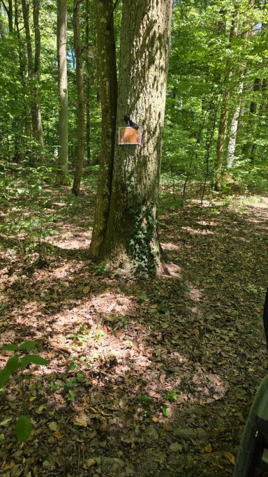 Waldweg als Station der Ninja-Schatzsuche